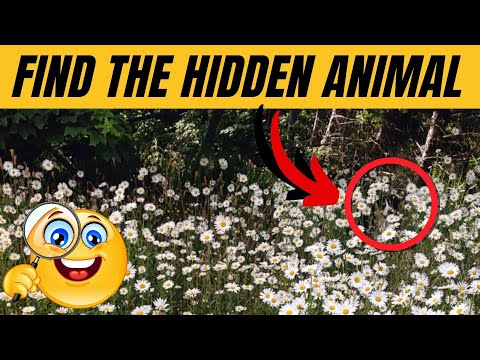 Find the Hidden Animals # 8 🐾