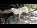 Super Sex Donkey