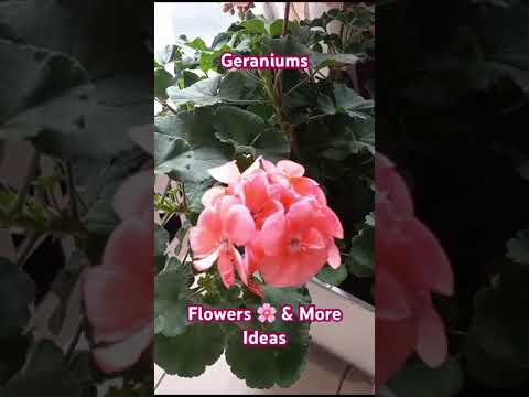 Geraniums Flowers 🌸 & More Ideas