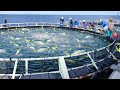 Awesome Way They Harvest Millions Of Fresh Tuna In Japan
