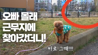 몰래 오빠를 만나러 간 강아지.. 오빠를 보더니....ㅋㅋㅋㅋ