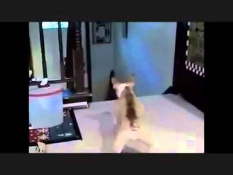 Hund hat angst vor katze