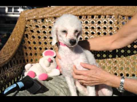 Star Lee, an adopted Poodle in Houston, TX_image-1
