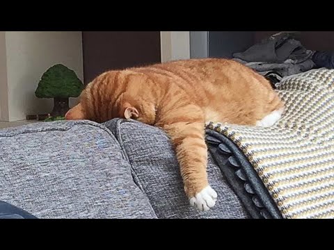 Moments Of Furry Animals That Will Make You Laugh 🐱 Funny Cats Videos 2025 Part 45