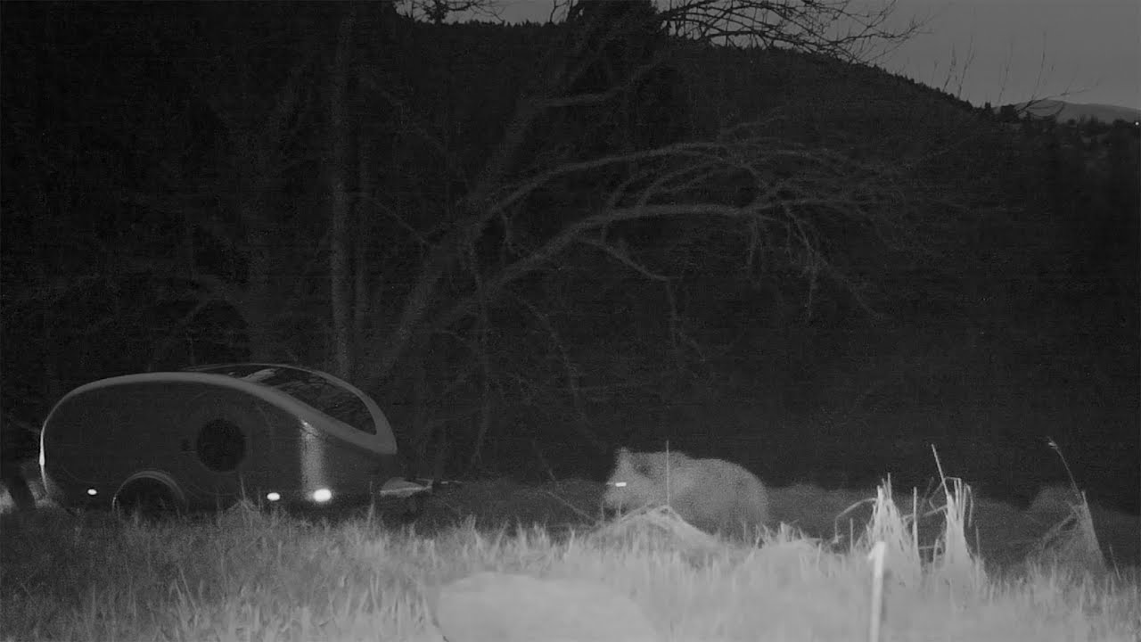 Wildlife in Slovakia: Bear Came Right Up to My Caravan