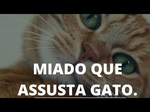 SOM QUE ASSUSTA GATO. ASSUSTE SEU GATO COM ESSE SOM.
