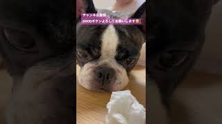 ついついティッシュに釣られてしまうワンコ#shorts