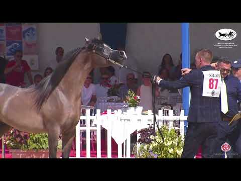 N 87 LR SOLO MIO   Mediterranean and Arab Countries AHC   Menton 2022   Colts 2 Years Old Class 7