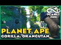 Planet Ape Gorrilas Orangutan Mandrills Planet Zoo Zoo Spotlight 13