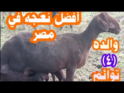 , title : 'أفضل نعجه أوسيمي فى مصر ولده(أربعة)توائمBest sheep in egypt'