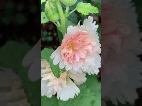 タチアオイの種を集めるのに最適な時期はいつですか?なぜそれを自己播種させないのでしょうか？  庭園