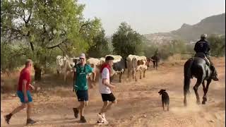 Fiestas de la Asunción 2022