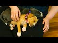 PUPPY YOGA LIVE ️ ️