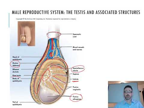 Lecture 23 Reproductive Physiology