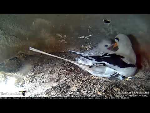 Tropicbird Chick Gets Second Feeding Visit Of The Day – June 4, 2020