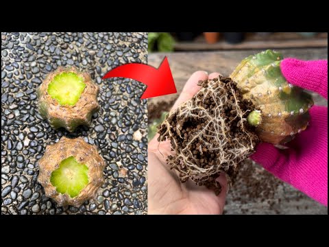 Successful Degrafting and Rooting Cactus...