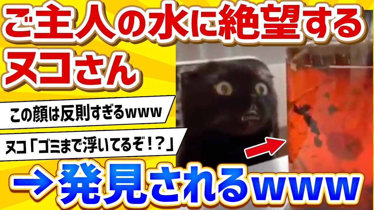【2ch動物スレ】主の飲んでいる汚い水に絶望するネッコ、発見されるwww
