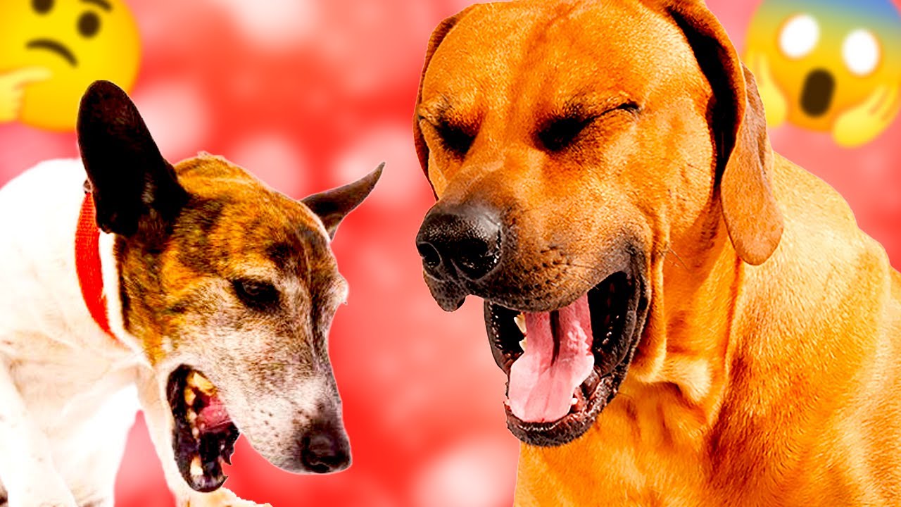 COLAPSO DE TRAQUEIA em CÃES (Quais os SINTOMAS? Tem TRATAMENTO?