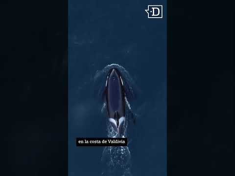 Avistamiento de orcas en Región de Los Ríos