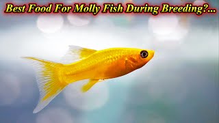 What Is The Best Molly Fish Food During Breeding Time?... Explained In Tamil.. / Fish Aquarium Tamil