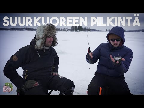 SUURKUOREEN PILKINTÄ | Urpoerämies