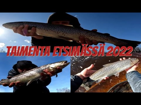 Taimenta etsimässä 2022 | Jasu | Meritaimen | Kalastus