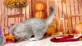 ミヌエットの動画01