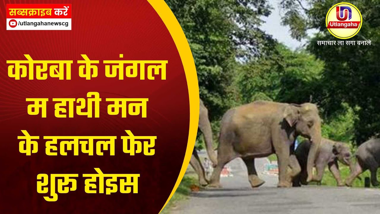 कोरबा के जंगल म हाथी मन के हलचल फेर शुरू होइस