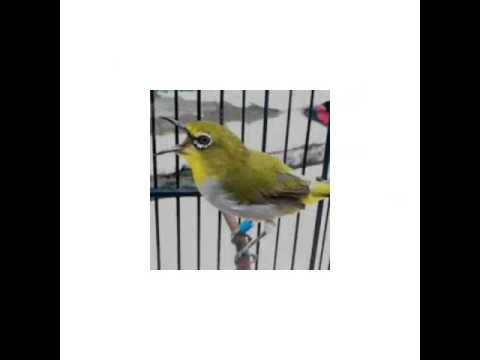 download lagu mp3 mp4 Zomo Mastering Untuk Dakun, download lagu Zomo Mastering Untuk Dakun gratis, unduh video klip Zomo Mastering Untuk Dakun