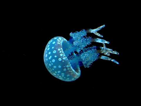 Puscifer - "A Singularity (Re-Imagined by Carina Round) - Lei Li Keenan video