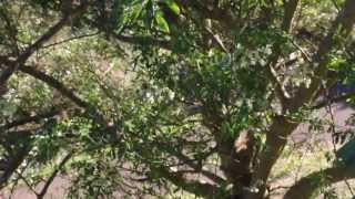 preview picture of video '2014 01 02 Hermigua La Gomera Blühender Baum mit Hummeln bei 20 Grad'