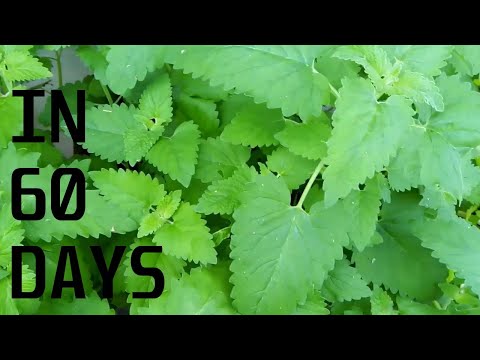 Growing Catnip from seed in containers
