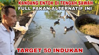 Download lagu Alternative Muscovy Duck Feed Recommendations, Suitable for Beginners mp3 Download lagu Alternative Muscovy Duck Feed Recommendations, Suitable for Beginners mp3