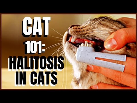 Cat 101: Halitosis in Cats