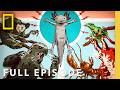 Ryan Reynolds Introduces Animal Superzeroes Full Episode Underdogs National Geographic