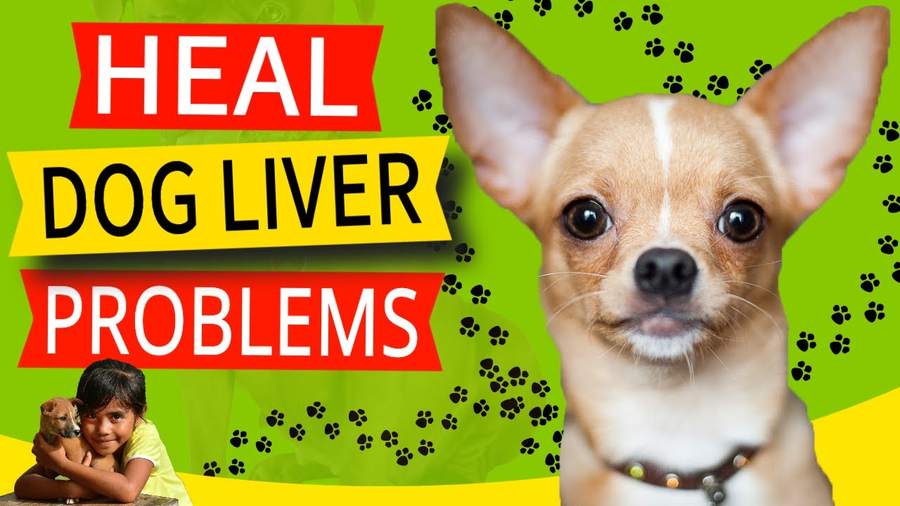 11 Symptoms of Liver Problems in Dogs [7 Ways to Heal & 1 KEY Remedy]