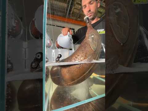 Did our rust remover do the trick in restoring this exhaust pipe? 😳✅ #gripclean #rustremover #fmf