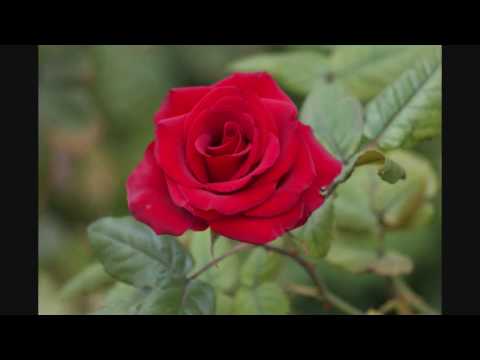 Flowers of Spring 2009  أزهار فى ربيع 2009