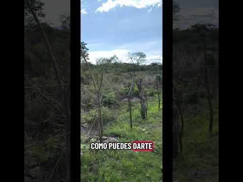 VENTA DE 5 MANZANAS  TERRENO EN DAMIAN ruta  san Manuel chaparrón Jalapa precio Q825.000 te 50134564