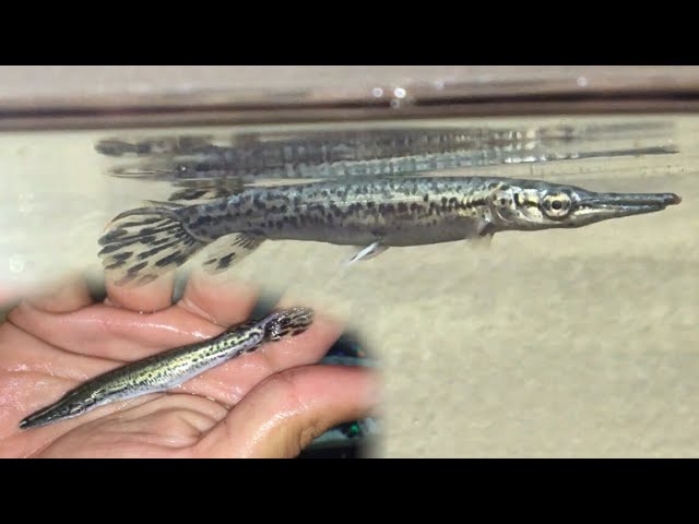 Extremely Rare ALLIGATOR GAR Most People Have never Seen One