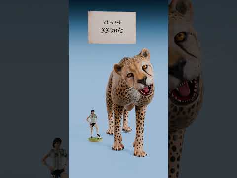 Three Toed Sloth vs Peregrine Falcon