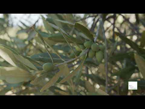 BuyFood Toscana 2020 ~ Folco Lorenzo Pellegrini Fattoria Castel Ruggero