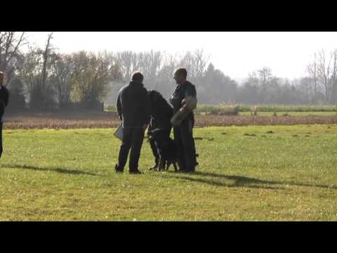 Ingo vom Weinbergblick  IPO2   Abt  C: 94