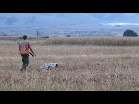 , title : 'English setter Boss - 13 μηνών σε ορτύκι - 13 months old - Quail hunting in Greece'