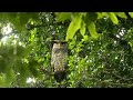 Spot Bellied Eagle Owl Also Known As Devils Bird