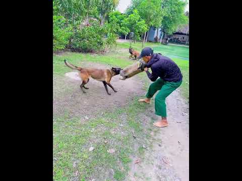 Video Trường Huấn Luyện Chó Cảnh, Chó Nghiệp Vụ Hùng Cường