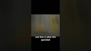 The Science of Speckled Trout Eyes: How They See the World