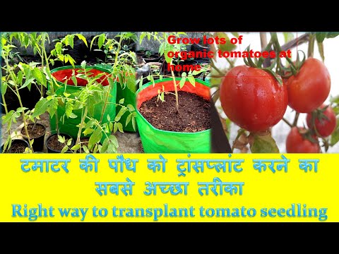 , title : 'Right way to transplant Tomato seedlings,Grow organic tomatoes at home/Growbag/Fertilizer'