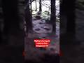 Bigfoot Caught Staring At Camera Then Disappears Squatch Watchers Shorts