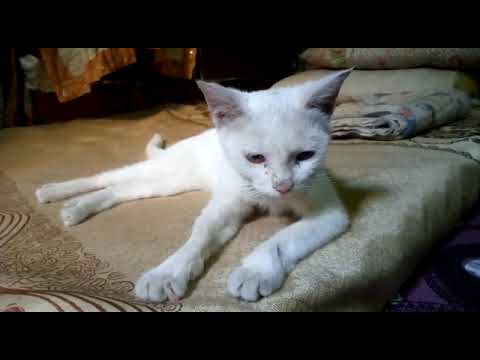 White Cat